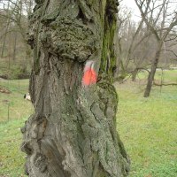 uschlý strom označený k pokácení