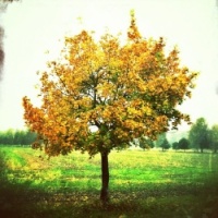 podzim-strom